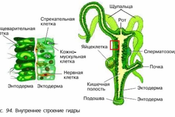 Kraken россия